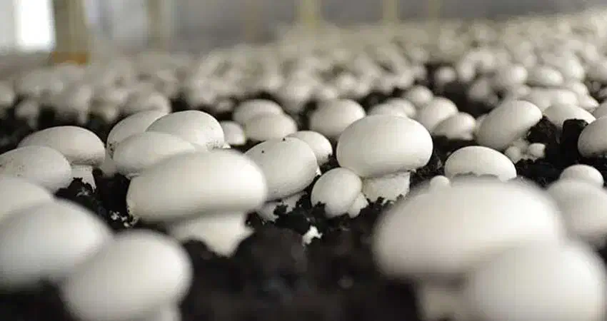 کارگر ساده آقا (مزرعه پرورش قارچ)|استخدام صنعتی، فنی، مهندسی|خسروشاه, |دیوار