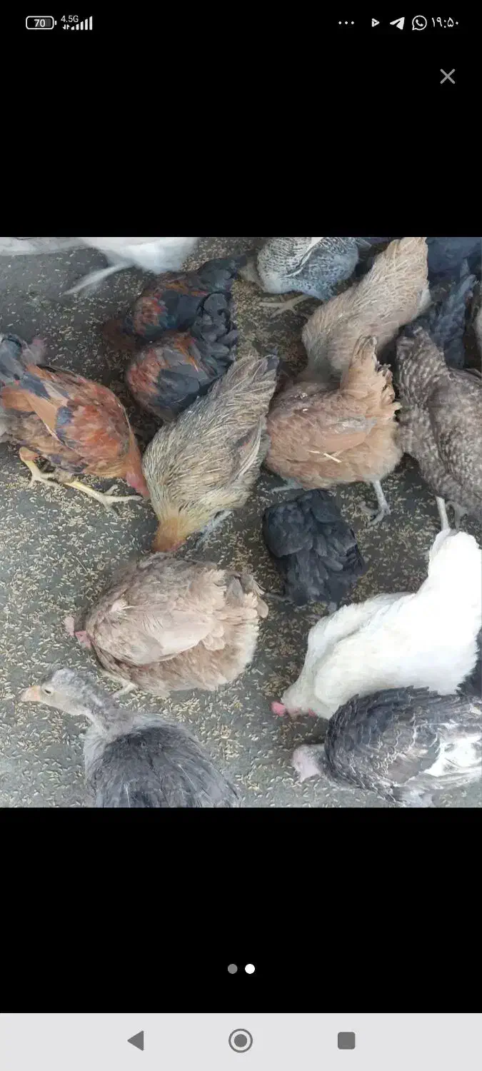 خروس گمشده|حیوانات|یاسوج, |دیوار