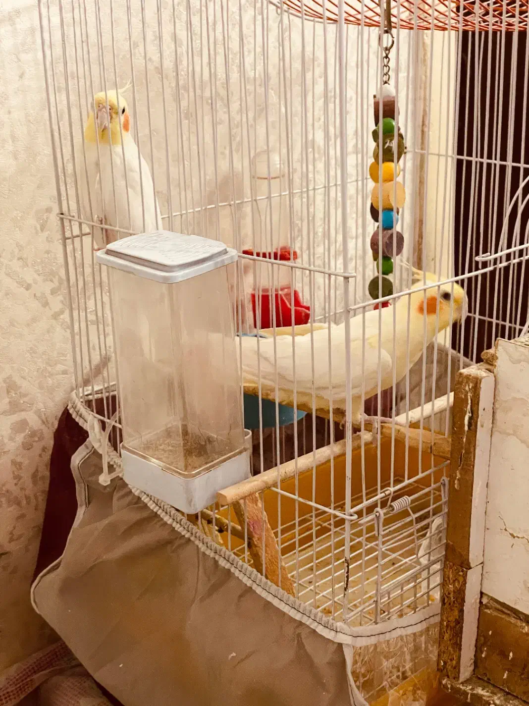 عروس هلندی|پرنده|مراغه, |دیوار