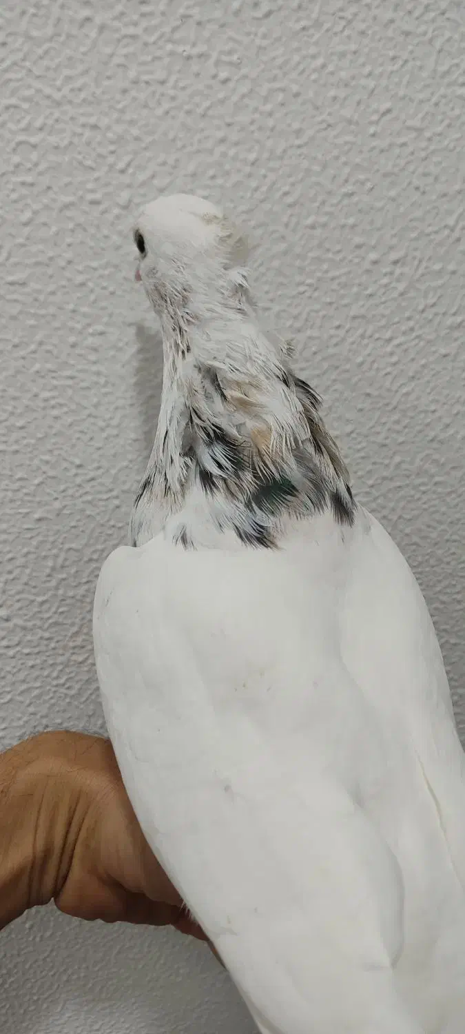 6 تا طوقی  نر خوب  دونه 375|پرنده|شاهین‌شهر, فیض|دیوار