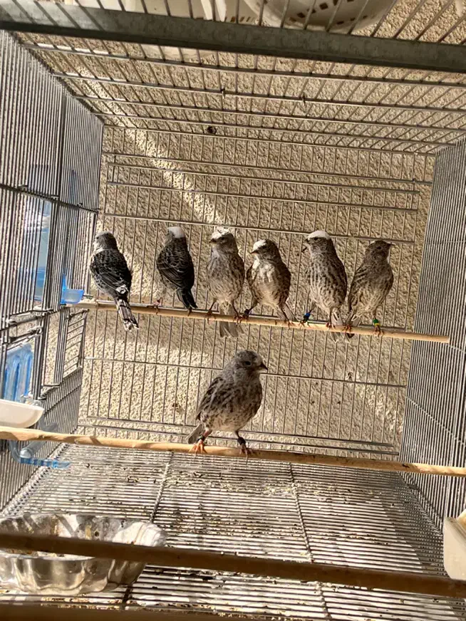 قناری لیزارد نقره ای فقط ماده دارم نر ندارم|پرنده|تهران, توحید|دیوار