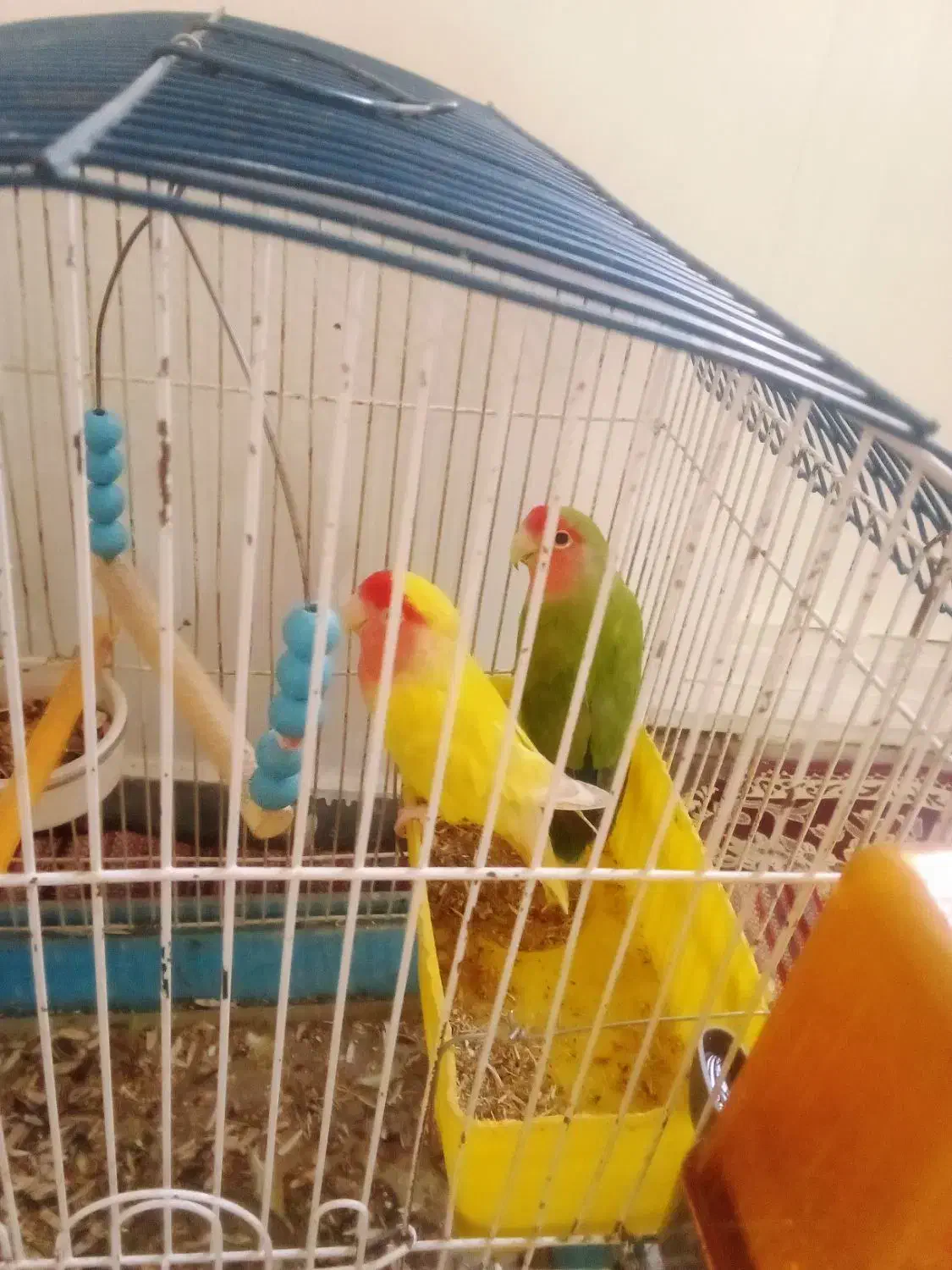 طوطی برزیلی با قفس|پرنده|همدان, |دیوار