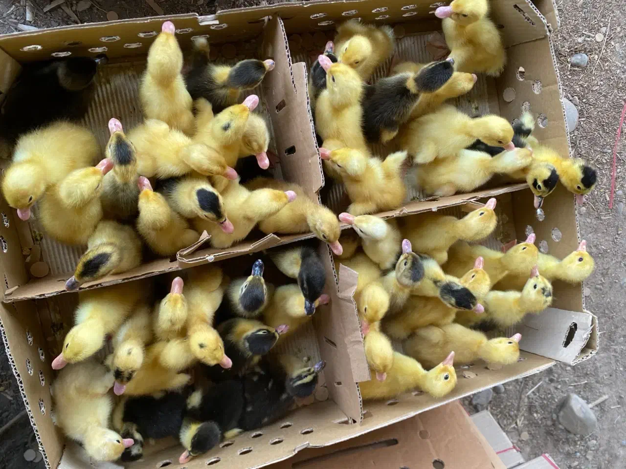 مرغابی اوردک یک روزه|حیوانات مزرعه|بندر ماهشهر, |دیوار