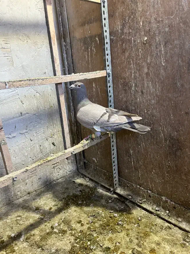 کاغذی نر زد و خوردی موقلف خطی|پرنده|قزوین, |دیوار