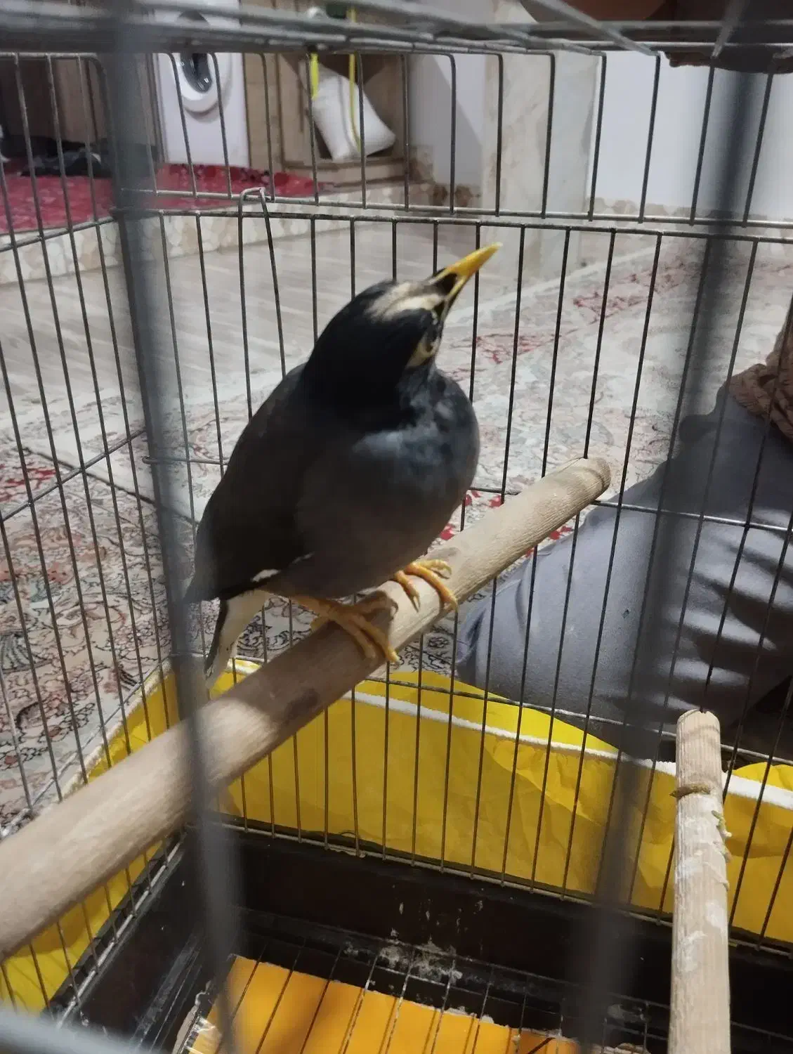 مینا سخنگو|پرنده|پاکدشت, پاکدشت (مامازند)|دیوار