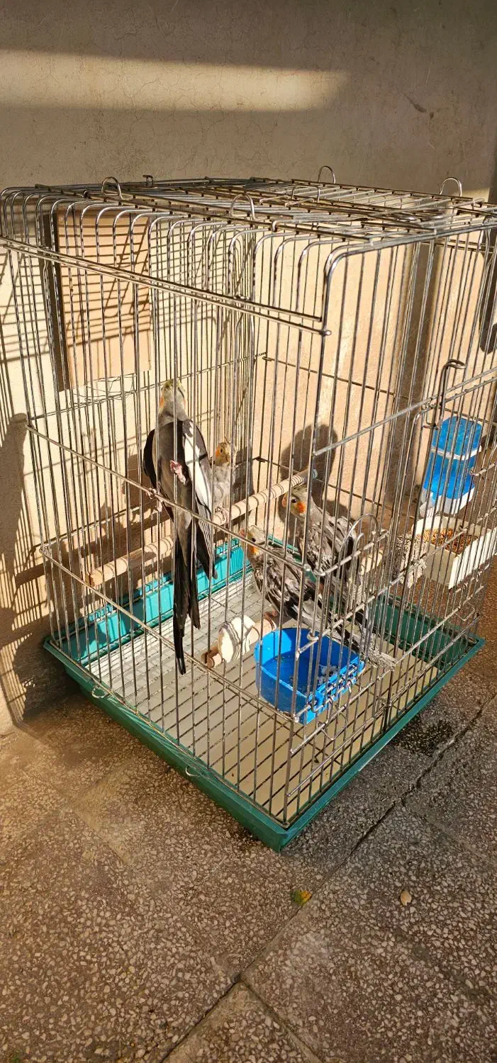 عروس هلندی|پرنده|محمدشهر, محمدشهر|دیوار