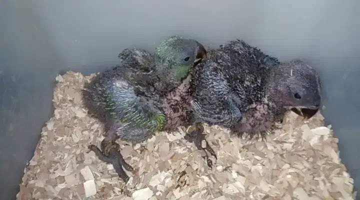 جوجه طوطی|پرنده|کرج, عظیمیه|دیوار