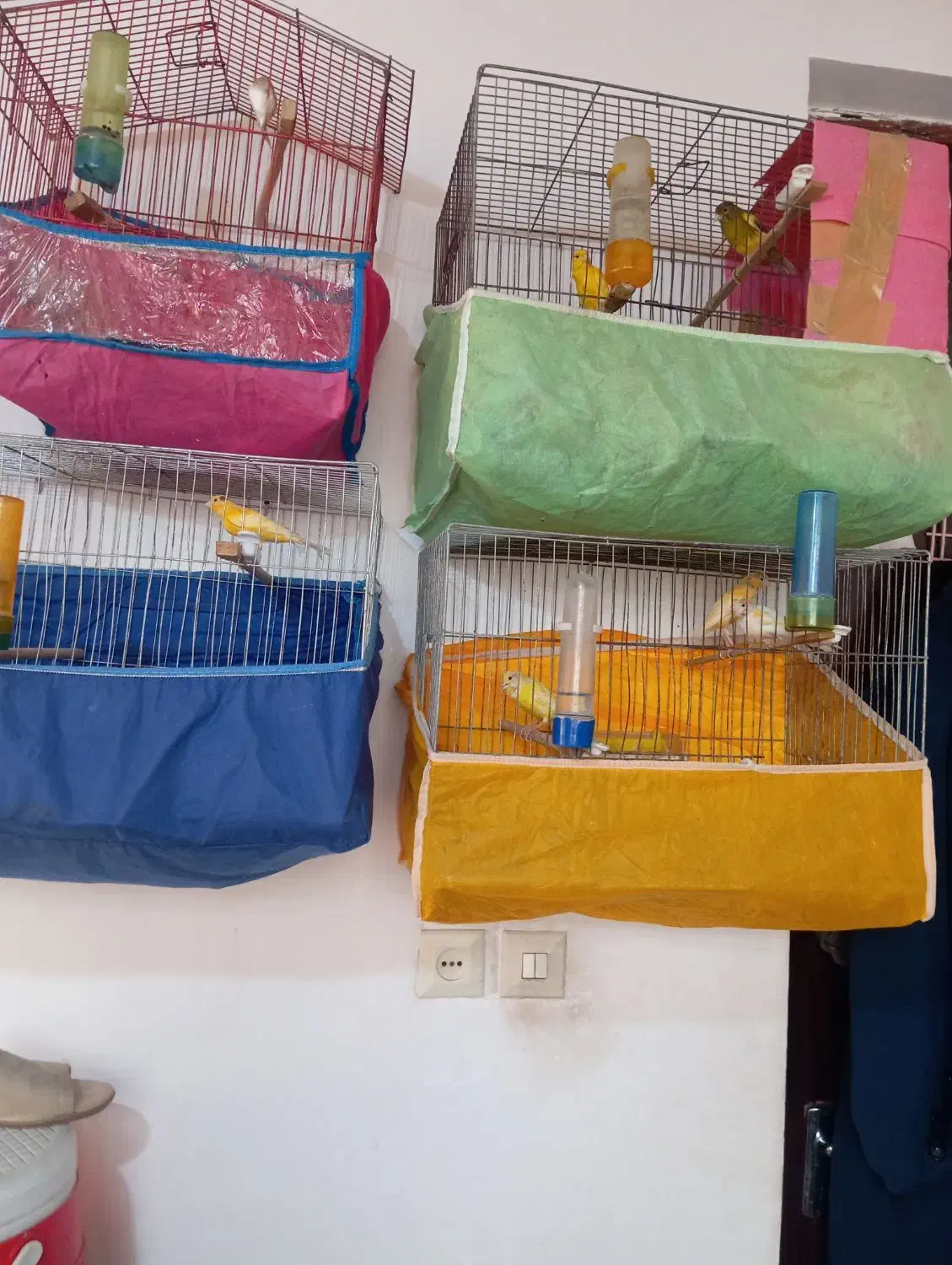 قناری ماده|پرنده|رودسر, |دیوار