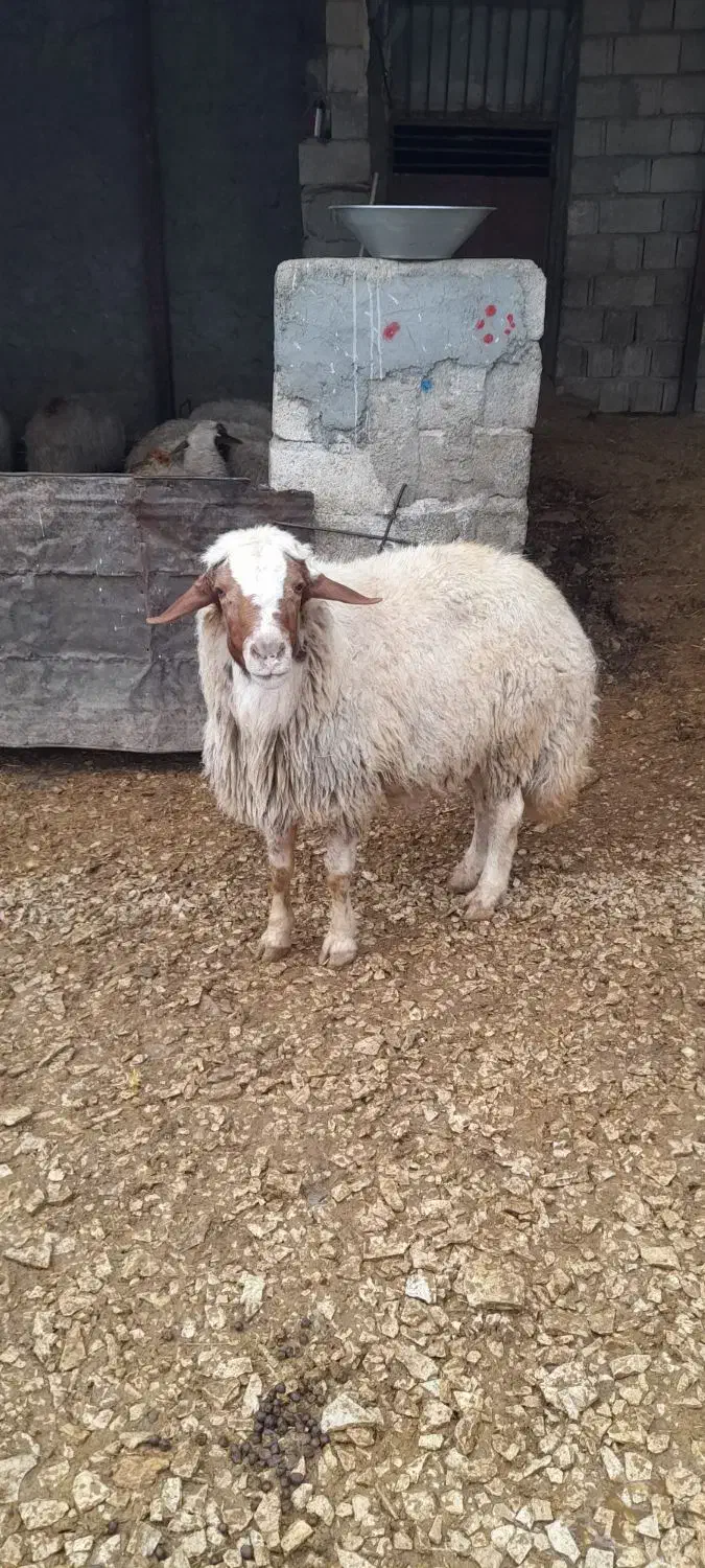 وران سنجابی اصیل|حیوانات مزرعه|جوانرود, |دیوار