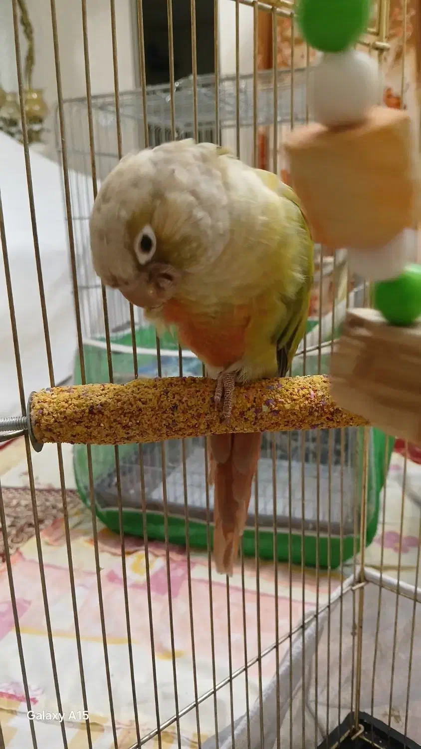 گرینجیک|پرنده|سهند, |دیوار