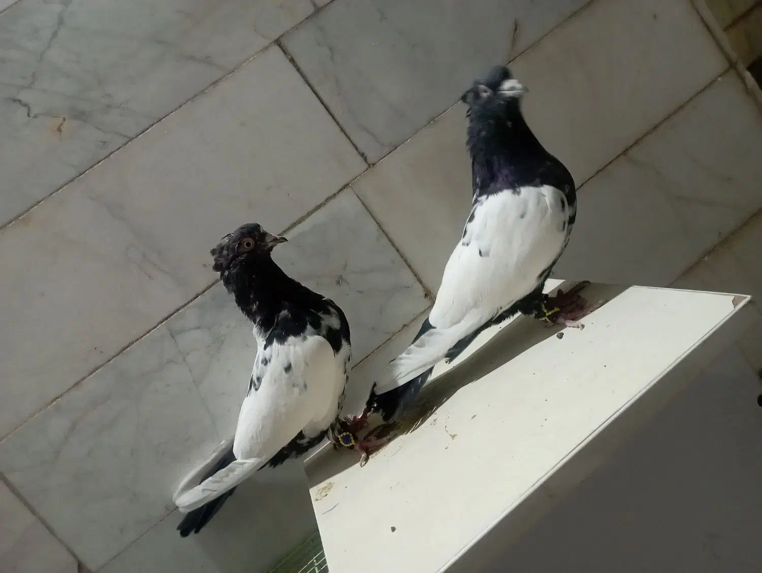 کفتر یا کبوتر|پرنده|فردوس (خراسان), |دیوار