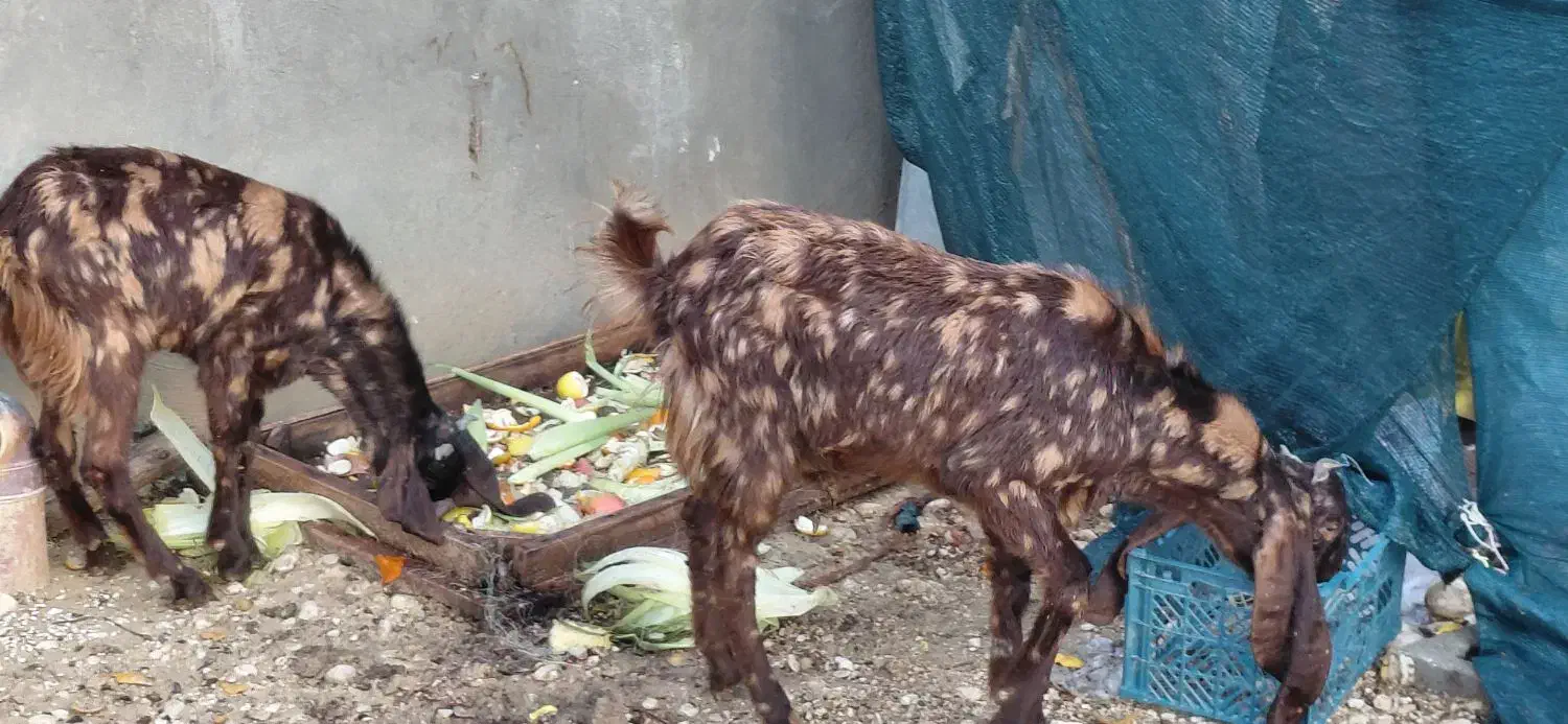 فروش کهره نر|حیوانات مزرعه|جم, |دیوار