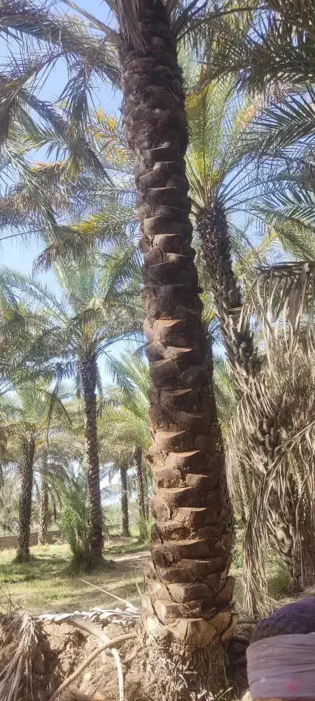 تاپول زنی ترکیب نخل|خدمات باغبانی و درختکاری|برازجان, |دیوار