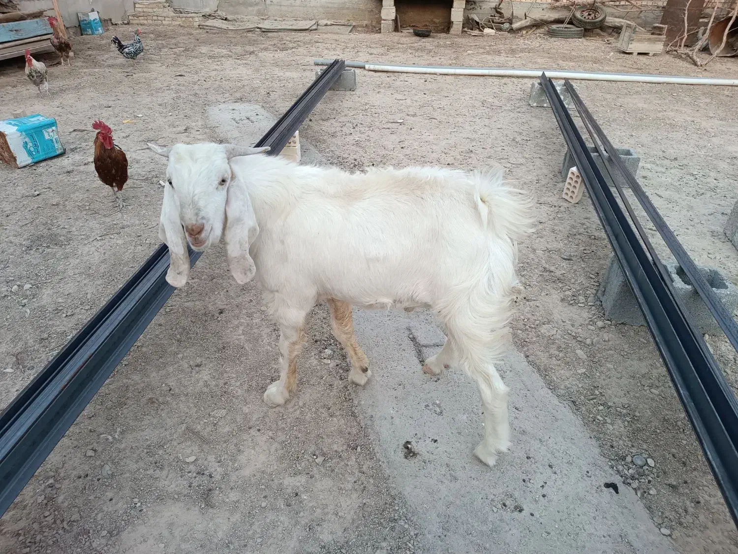 فروش بز نر سالم و سرحال|حیوانات مزرعه|بندر ماهشهر, |دیوار