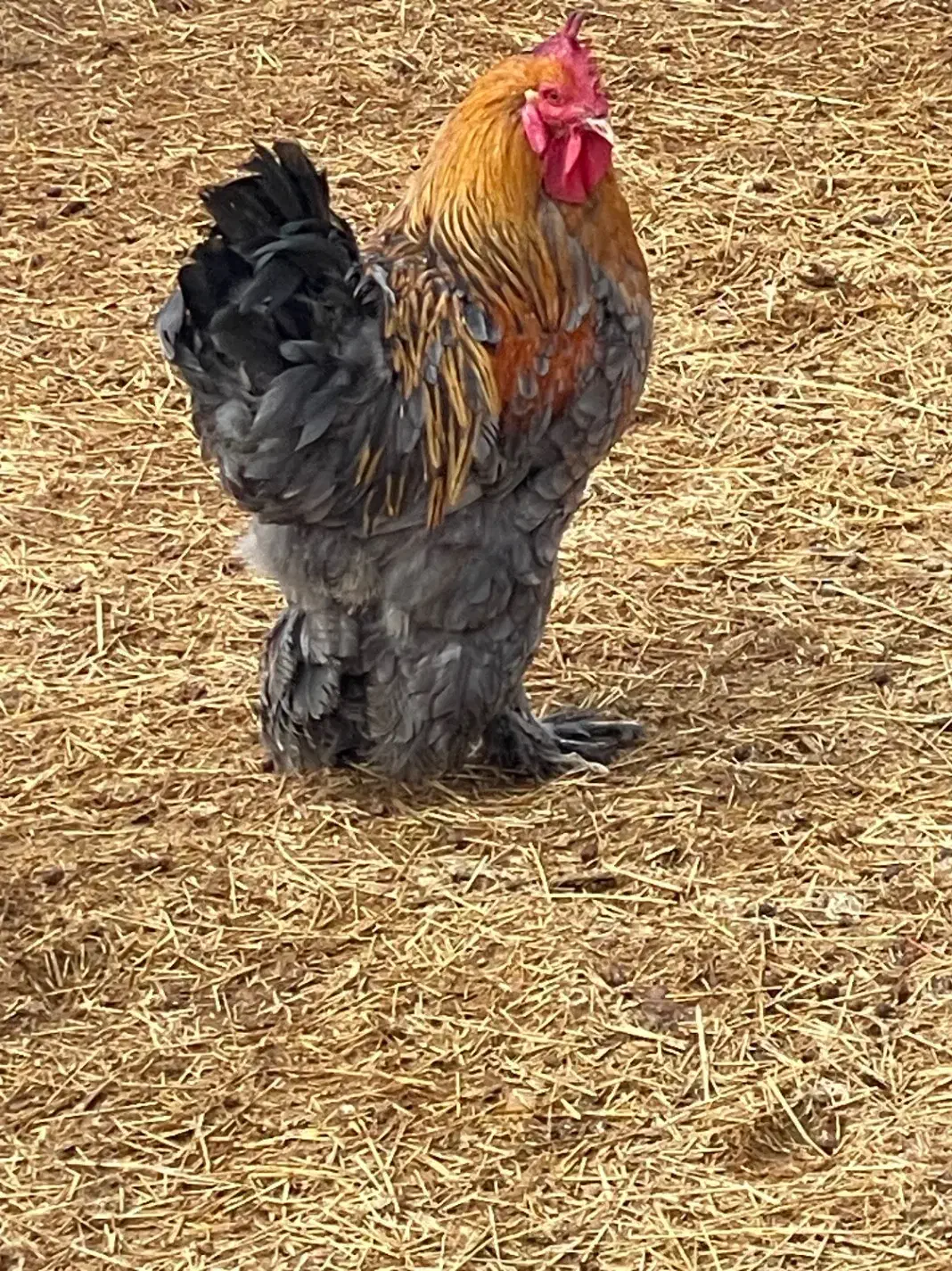 خروس برهما دو عدد|حیوانات مزرعه|جوادآباد, |دیوار