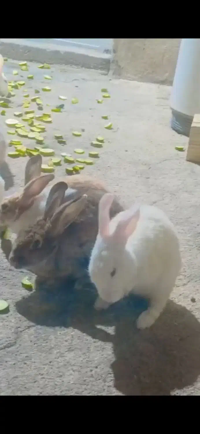 خرگوش لوپ|موش و خرگوش|دوگنبدان, |دیوار