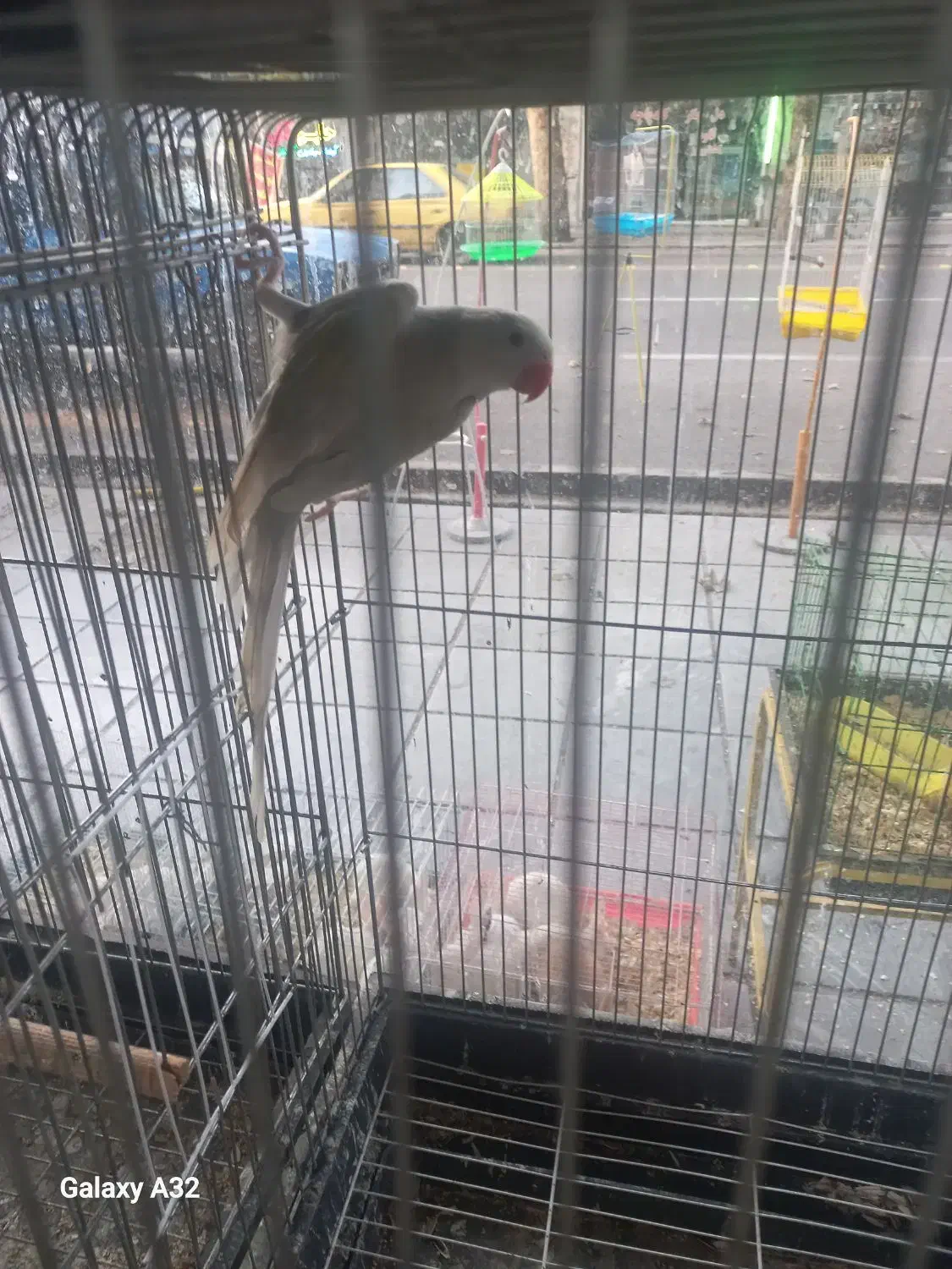 ملنگو سفید کم یاب|پرنده|ساری, |دیوار