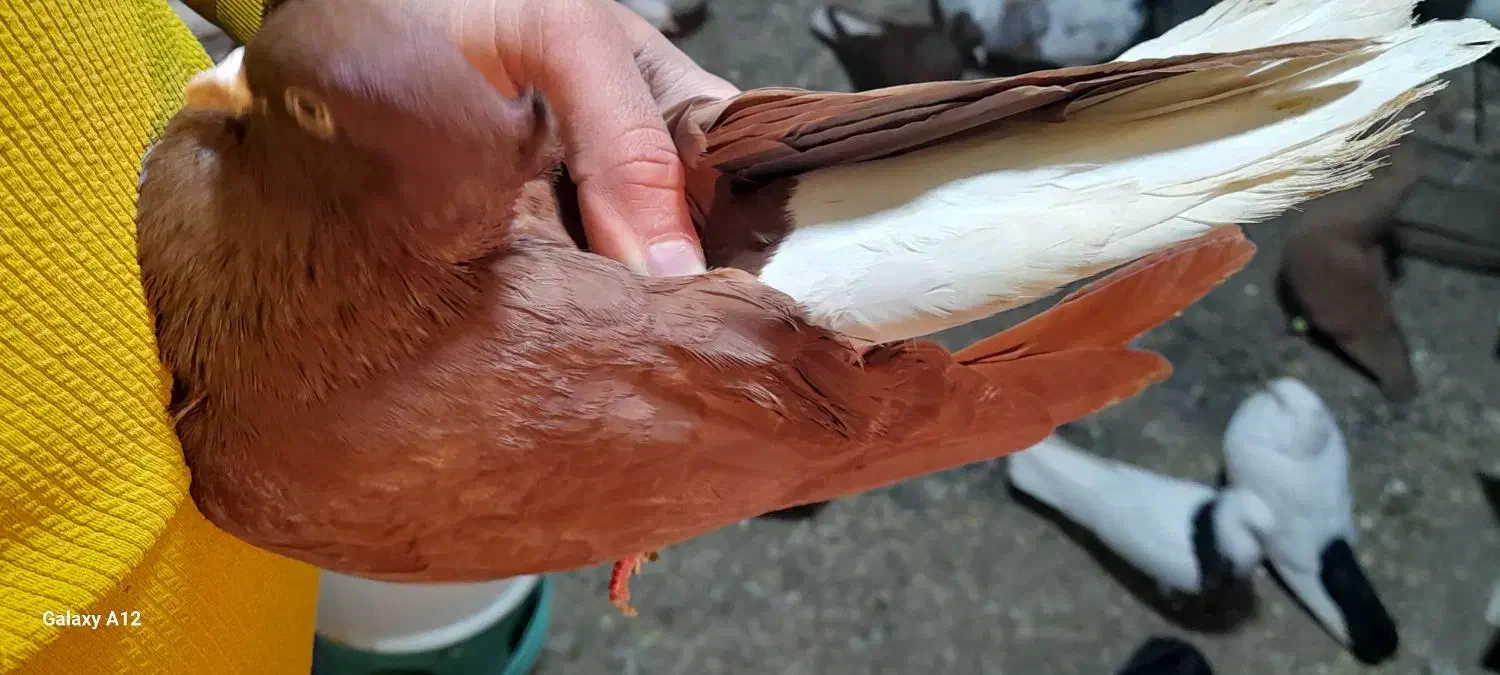 سرخ دم سفید نر|پرنده|سوسنگرد, |دیوار