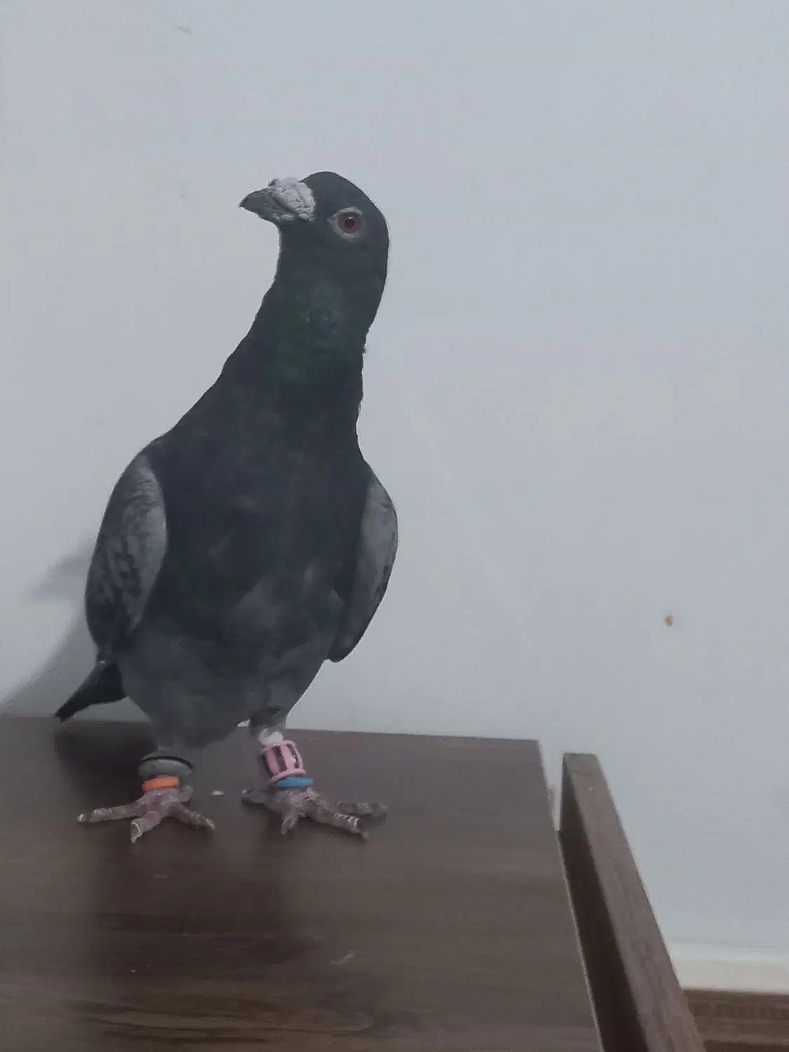 نرقرهسبزقلدربه شرط پرش همه چی تموم|پرنده|تربتحیدریه, کوی شهید احمدزاده ملکی|دیوار