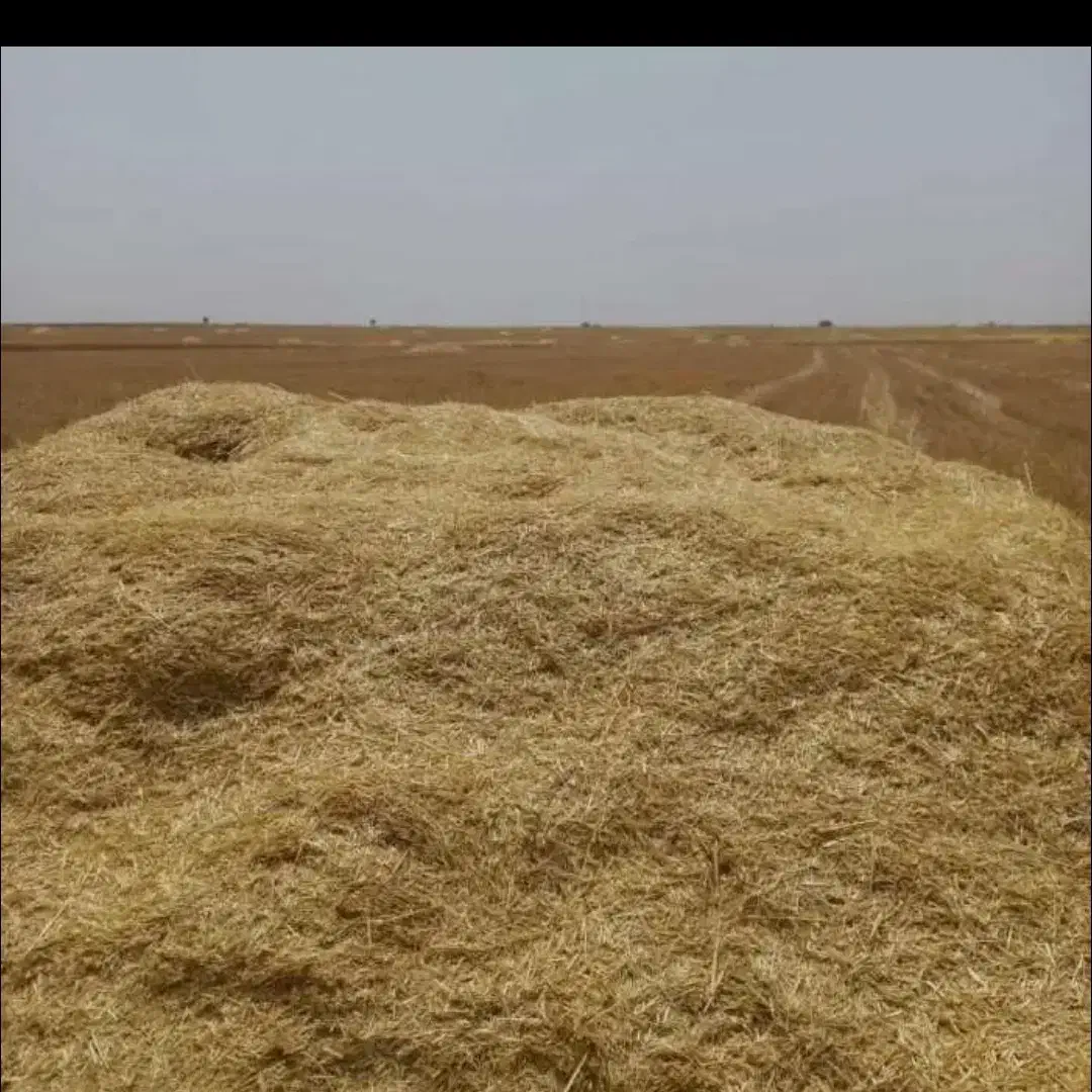 کاه دیم|لوازم جانبی حیوانات|دهگلان, |دیوار