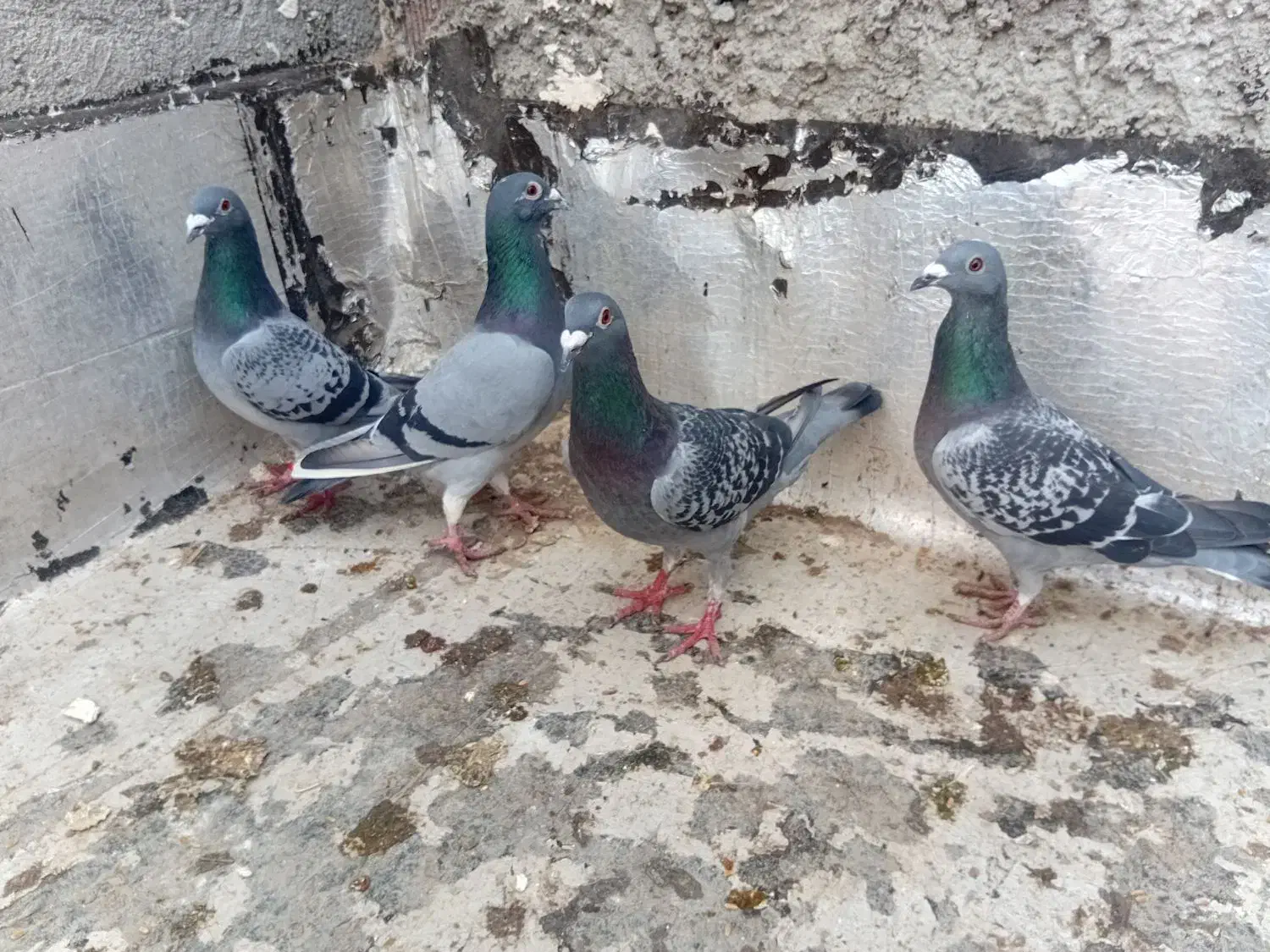 کبوتر|پرنده|اردبیل, |دیوار