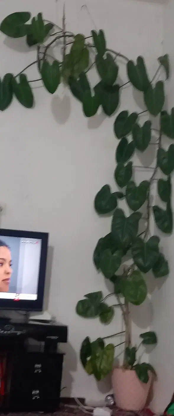 گل طبیعی|گل و گیاه طبیعی|آبکوه, |دیوار