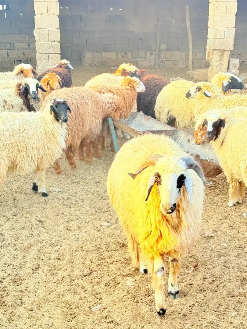 ۱۸عددبره۱۷ماده یک نر داشتی|حیوانات مزرعه|چمران, |دیوار