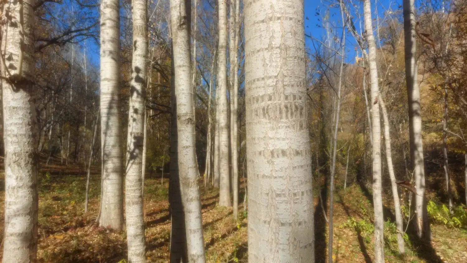 درخت صنوبر|خدمات باغبانی و درختکاری|سردشت, |دیوار