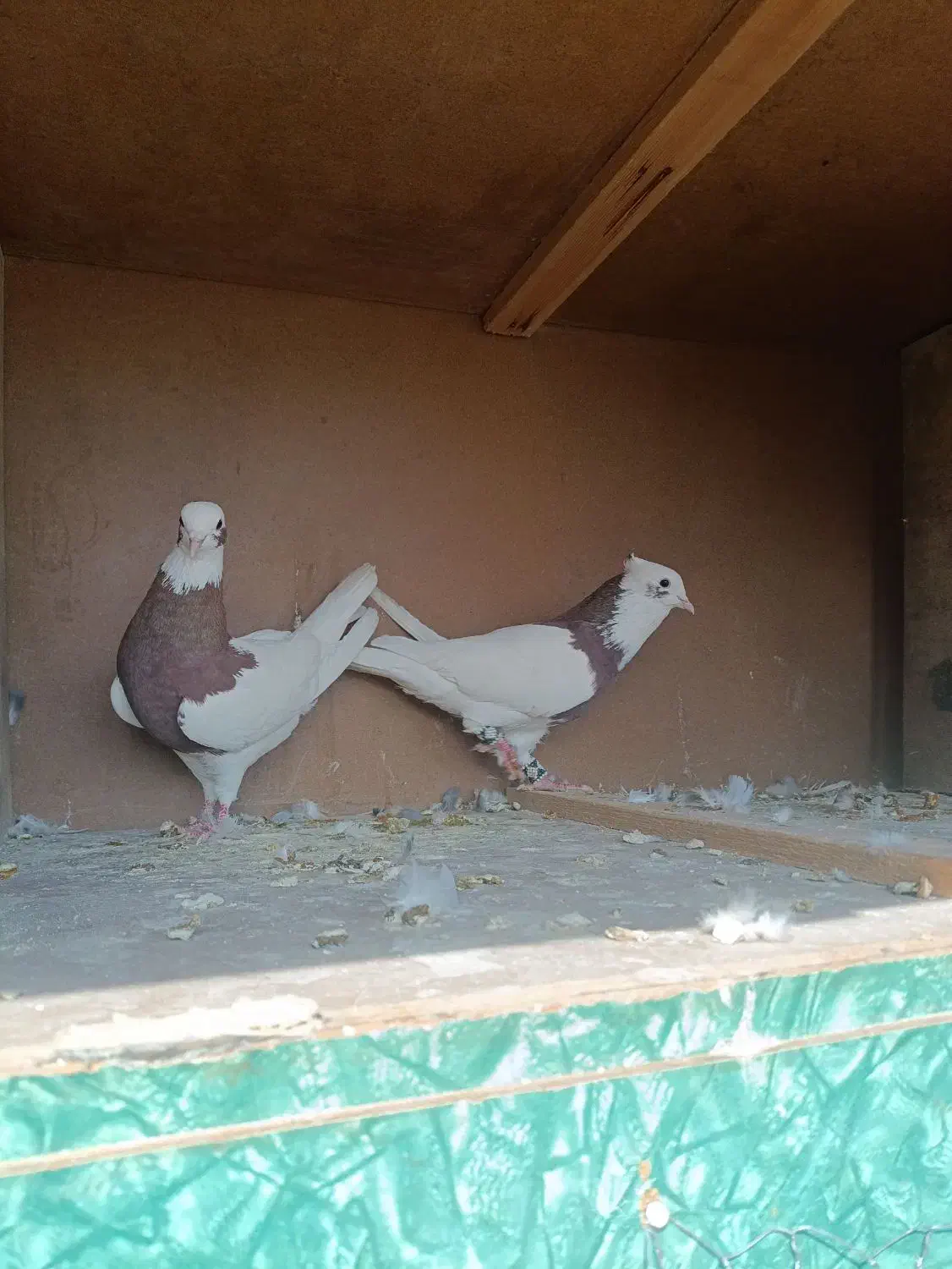 کبوتر طوقی|پرنده|کازرون, |دیوار