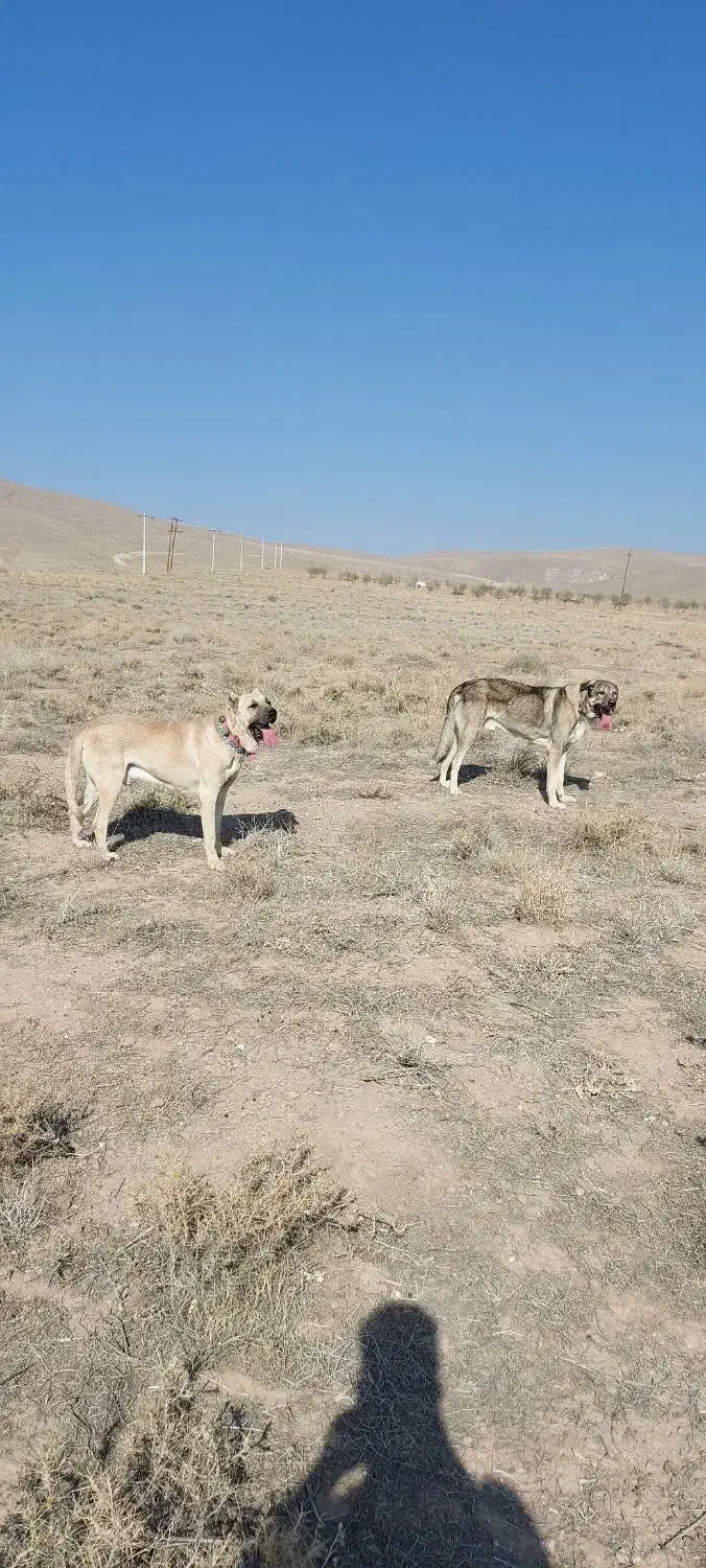 عراقی اصیل|سگ|صوفیان, |دیوار