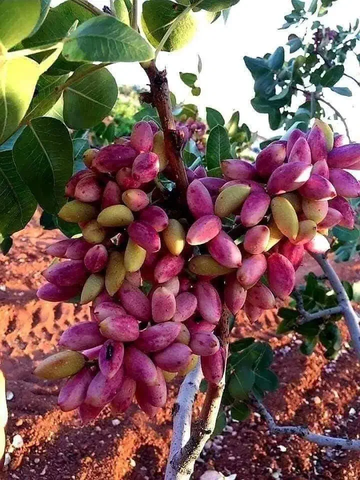 انواع نهال پربار و زودبازده|خدمات باغبانی و درختکاری|قروه, |دیوار