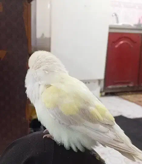 طوطی کوتوله|پرنده|کرباسک, |دیوار