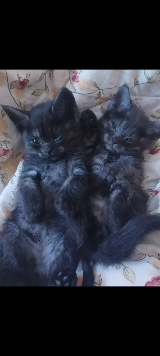 بچه گربه میکس بریتیش (مادر) دی اس اچ زرد تبی پدر|گربه|شیراز, ارم|دیوار