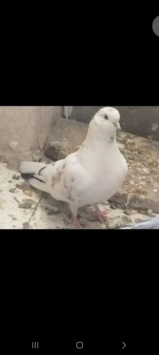 کفتر نرو ماده با جفت و ۱عدد کفتر نر|پرنده|پاکدشت, پاکدشت (مامازند)|دیوار