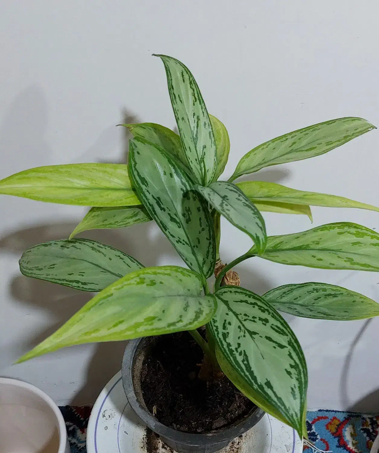 گل های آپارتمانی|گل و گیاه طبیعی|الشتر, |دیوار