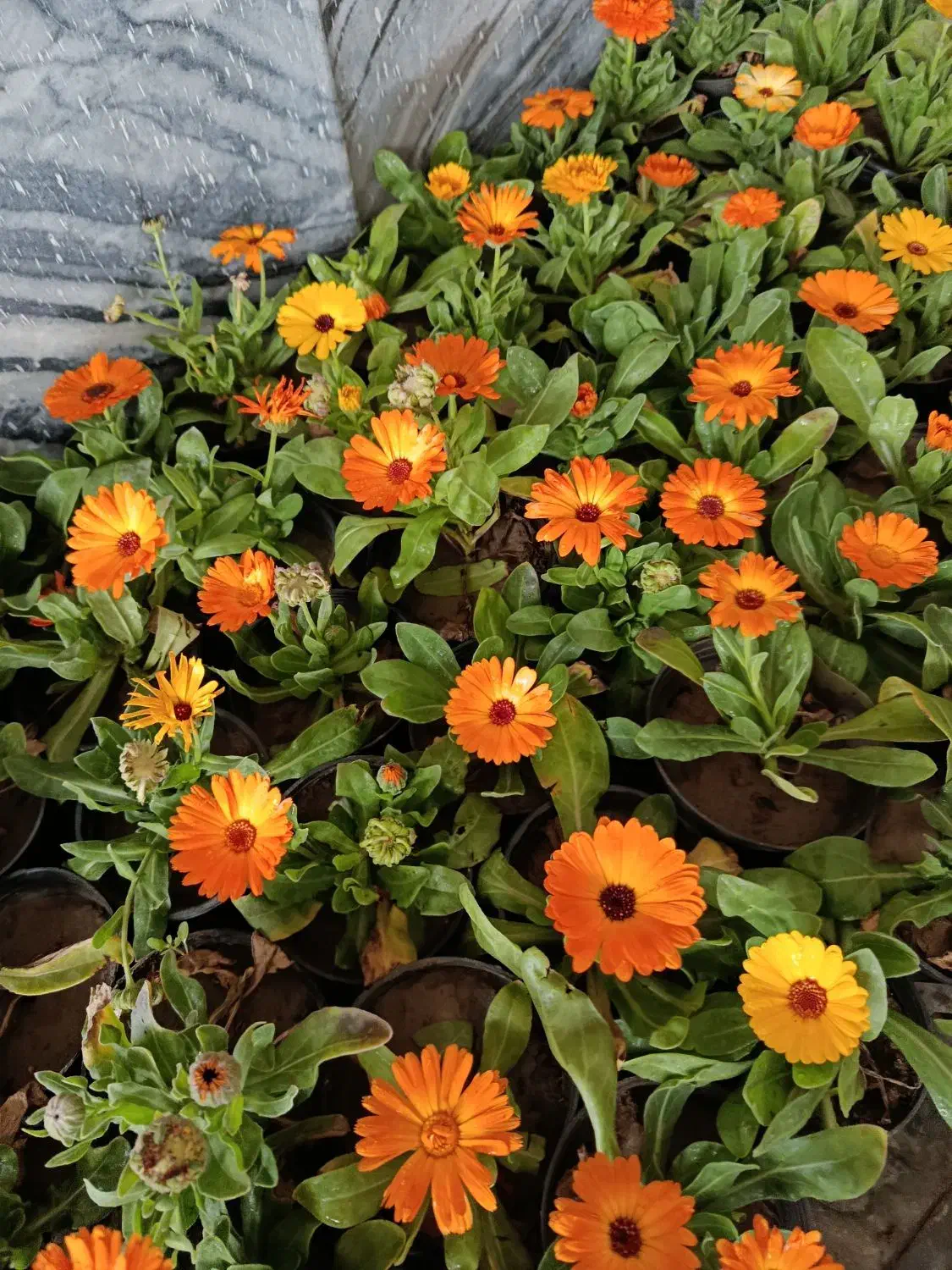 گل و گیاه ( فروش فوری ویژه فصل)|گل و گیاه طبیعی|مشهد, کوثر|دیوار