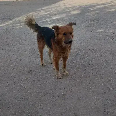 سگ گرگی نگهبانی بی نظری فی 1نیم|سگ|کبودرآهنگ, |دیوار