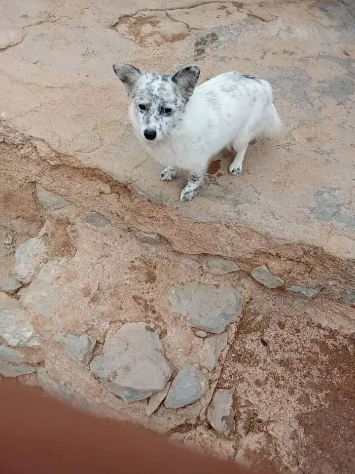 پامرین|سگ|تهران, مختاری|دیوار