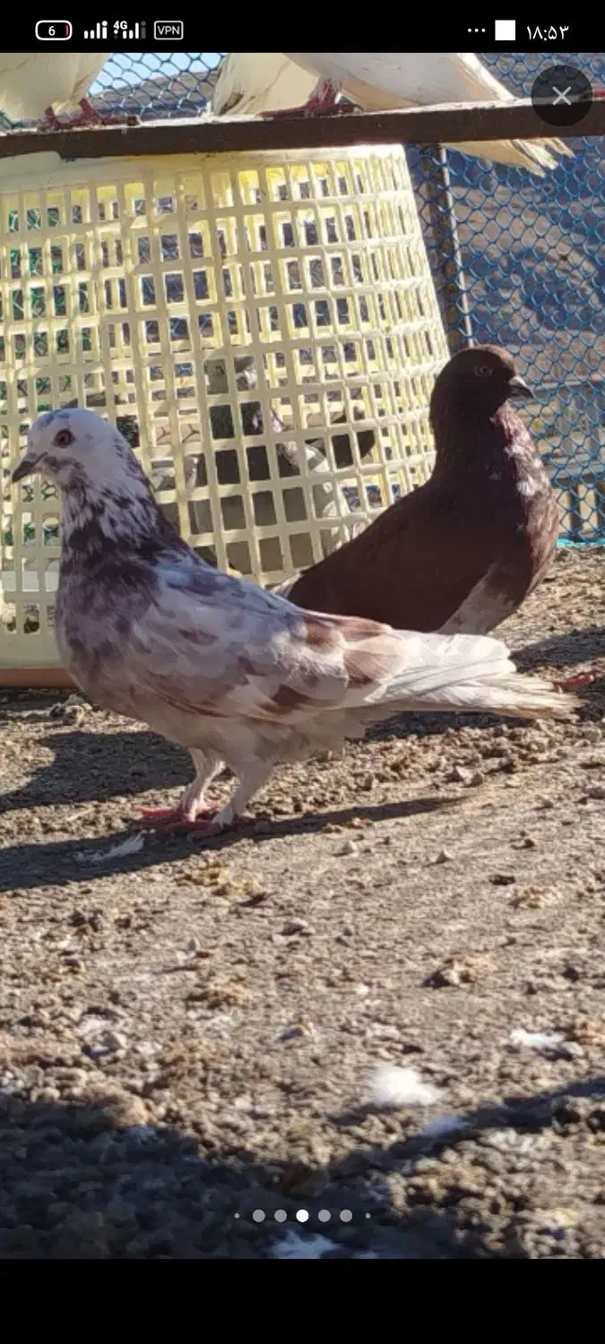 کبوتر|پرنده|ماکو, |دیوار