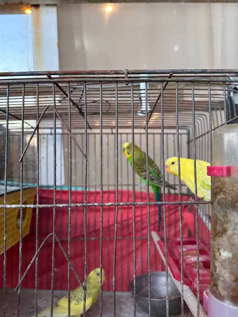 مرغ عشق دوجفت +یه بچه+تخم|پرنده|شیراز, شهرک مهرگان|دیوار