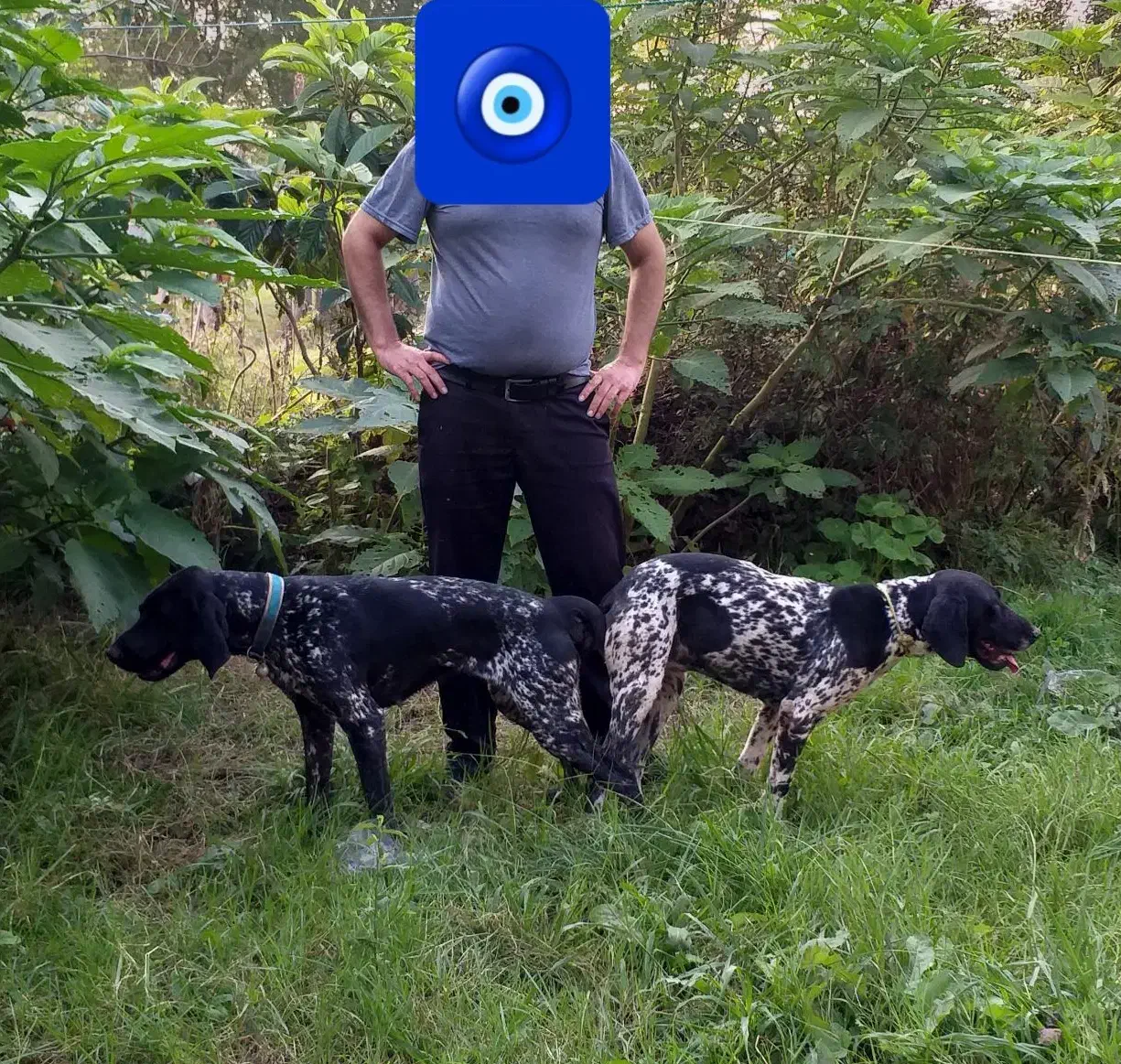 سگ نر شکاری آلمانی اصیل|خدمات پیشه و مهارت|گوراب زرمیخ, |دیوار