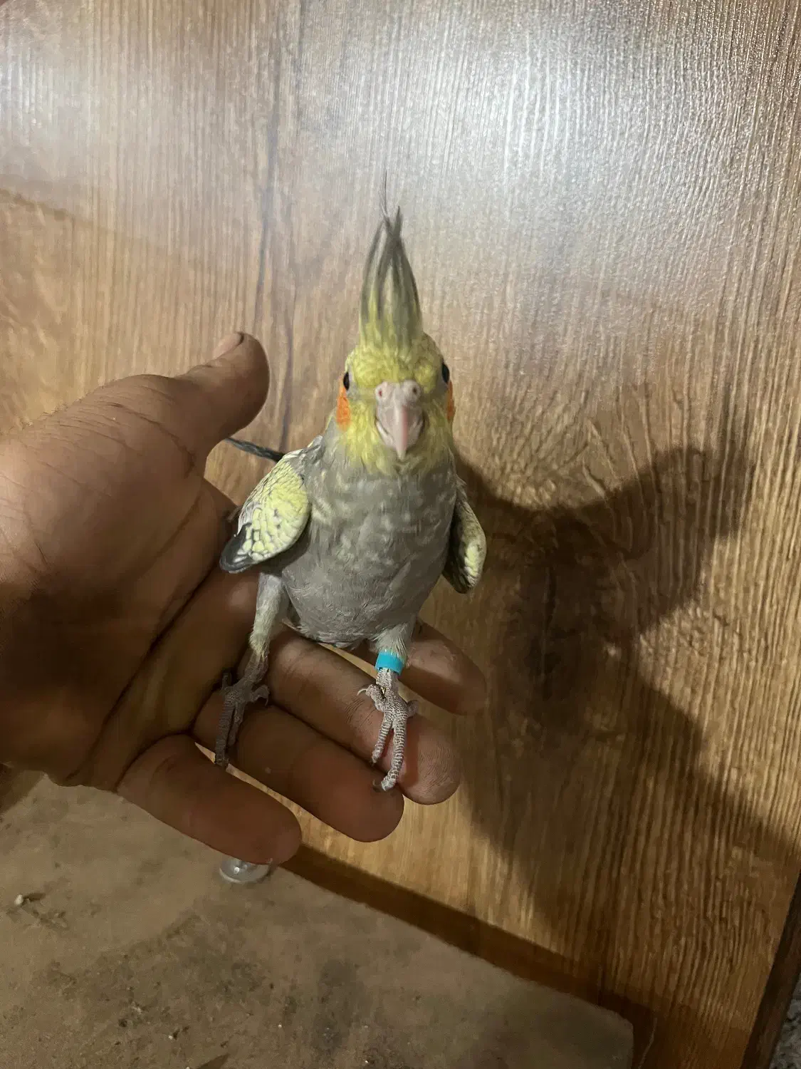 طوطی هلندی|پرنده|گلستان (تهران), |دیوار