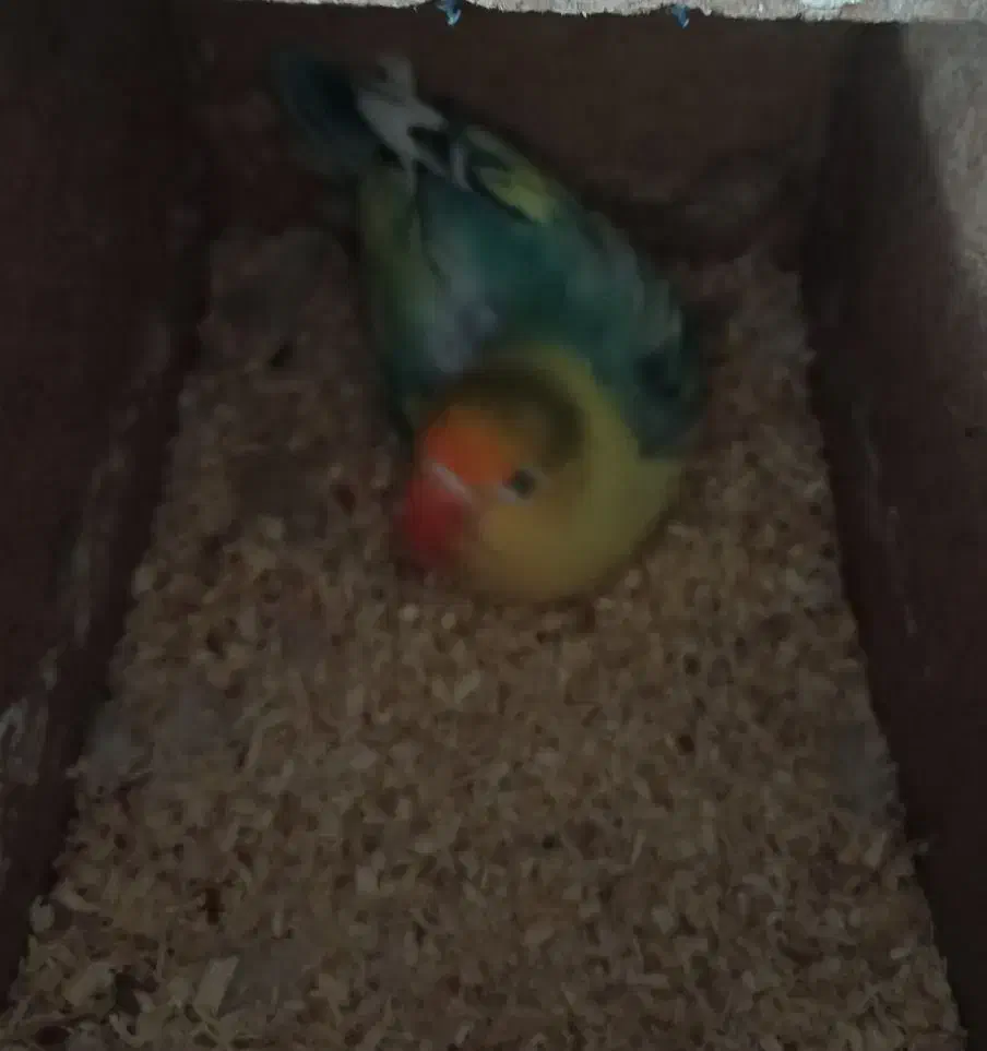 کوتوله برزیلی طوطی برزیلی|پرنده|قوچان, |دیوار