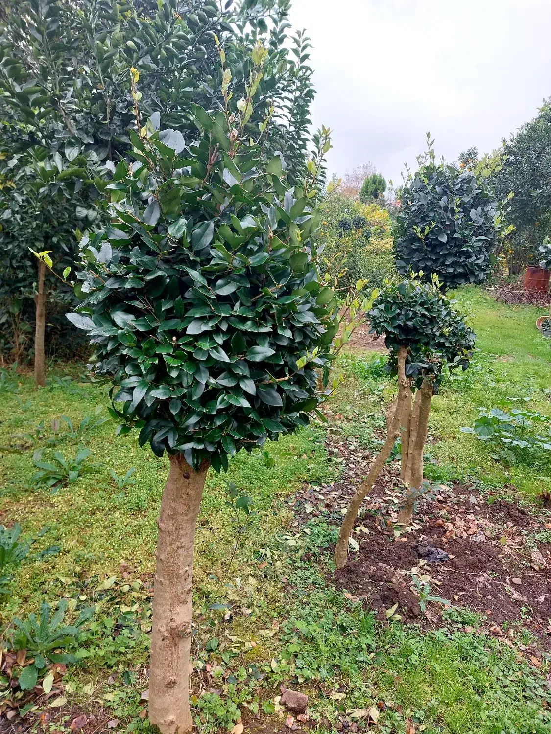 یاس پیوندی|خدمات باغبانی و درختکاری|چابکسر, |دیوار