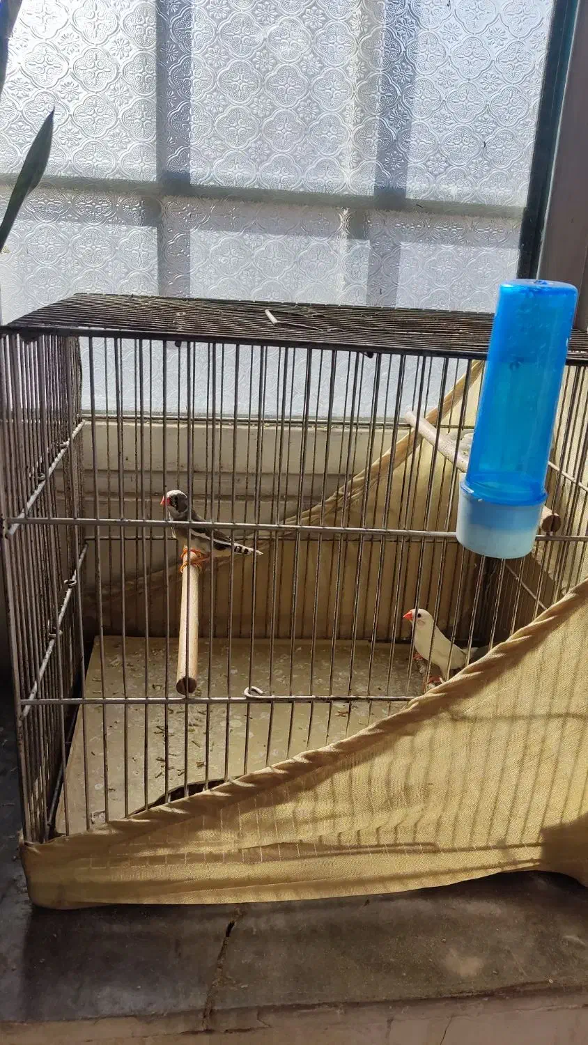 فنچ|پرنده|شهر ری, شهرک نظامی|دیوار