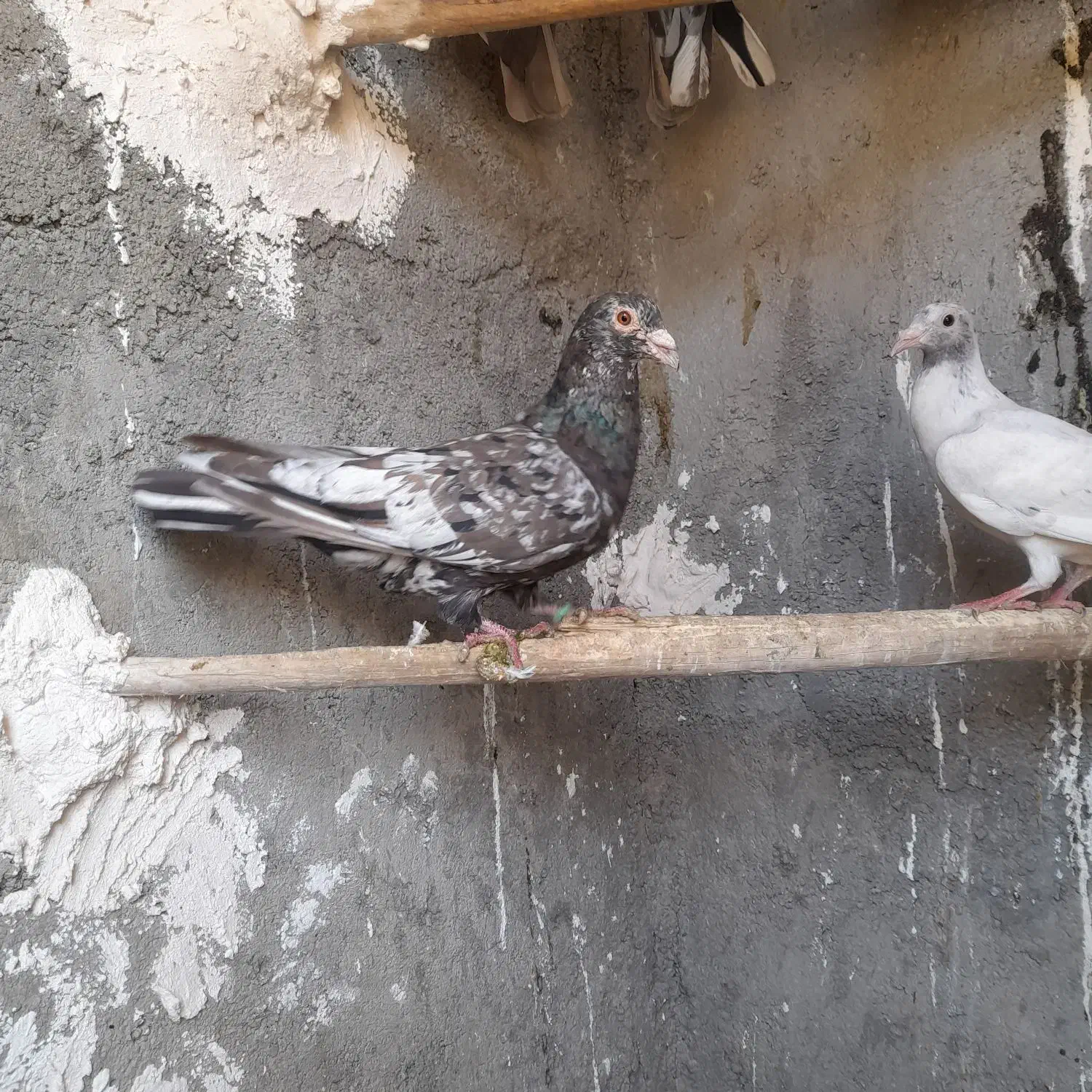 کبوتر|پرنده|کبودرآهنگ, |دیوار