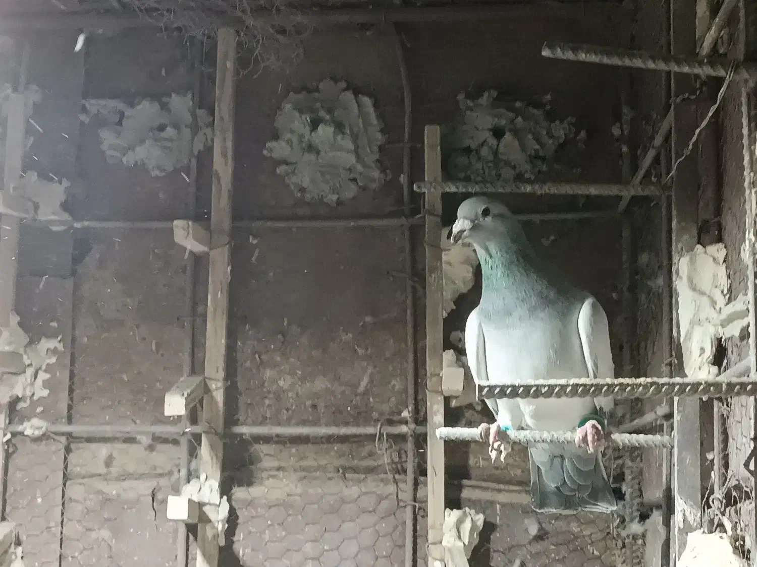 کبوتر|پرنده|هامون, |دیوار