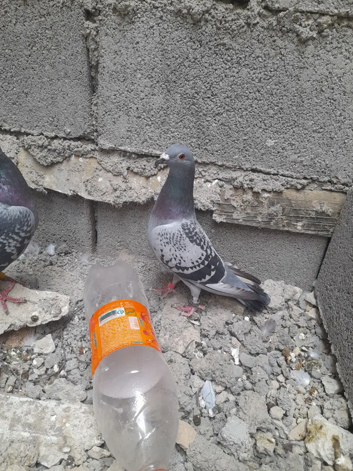 پلاکی|پرنده|بندر ماهشهر, |دیوار