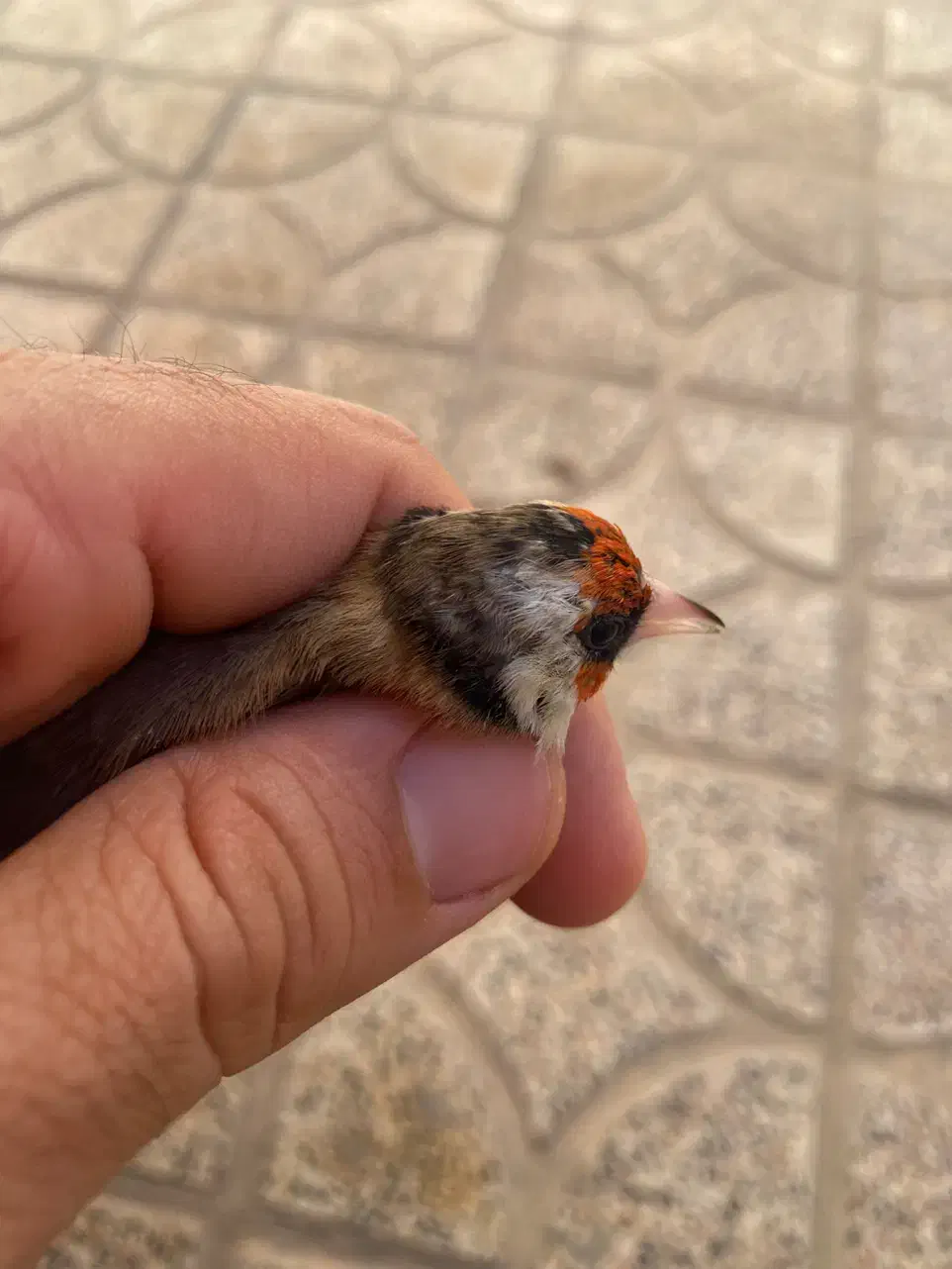 سهره ماده داغ سر|پرنده|کوهدشت, |دیوار