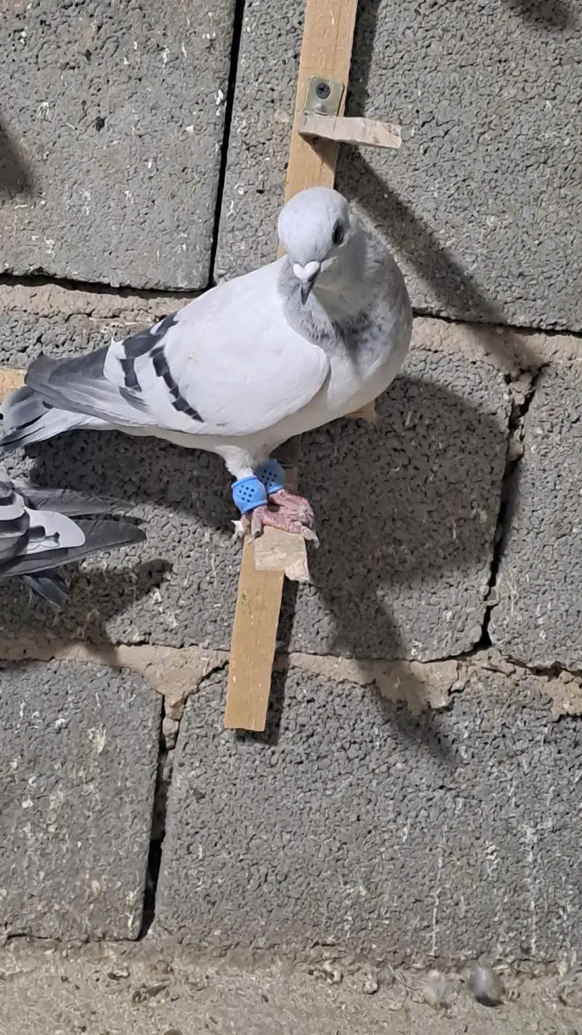 کبوتر پلاکی سپیدان|پرنده|همایجان, |دیوار